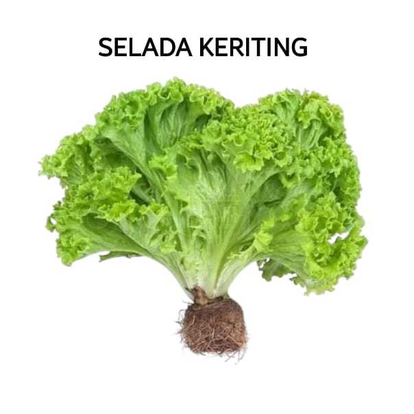 

Selada Keriting Hijau Hidroponik Sayuran Hijau