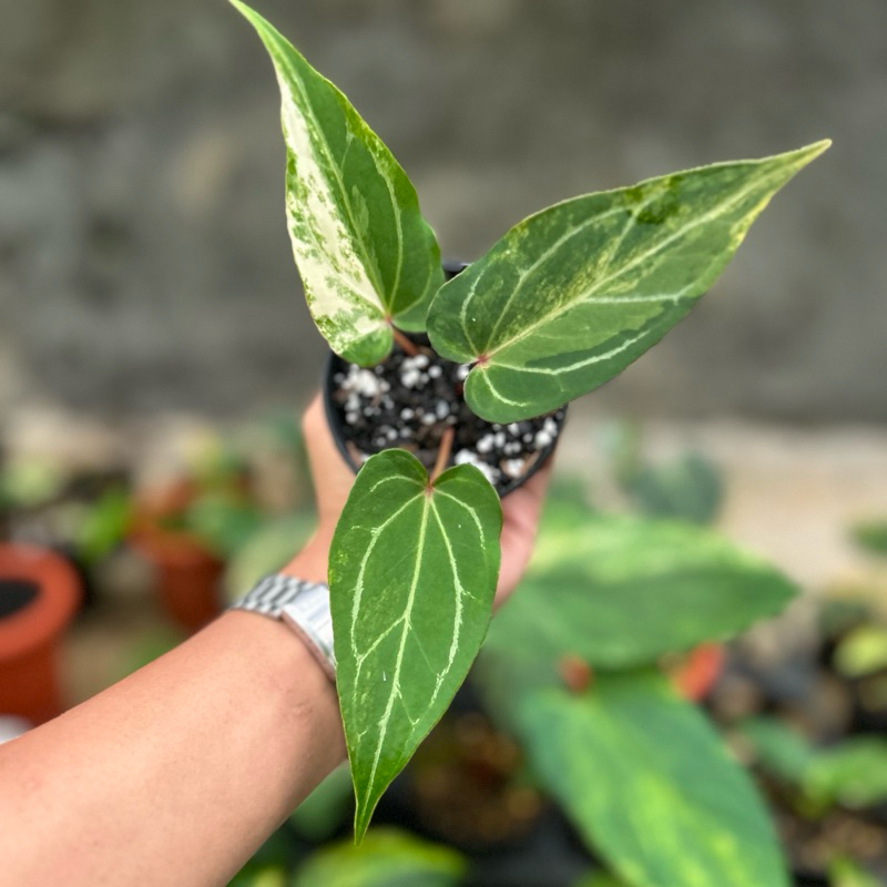 Anthurium Red of Java Varigata
