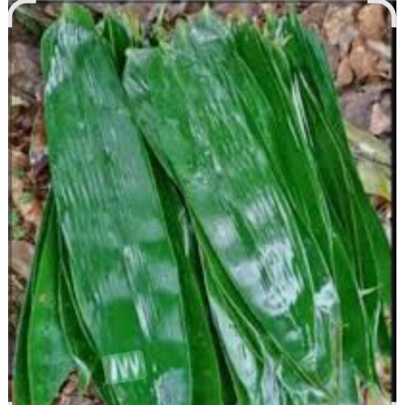 

Daun Bambu segar 100 Lembar