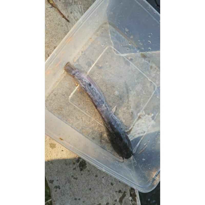 

ikan lele sangkuriang konsumsi