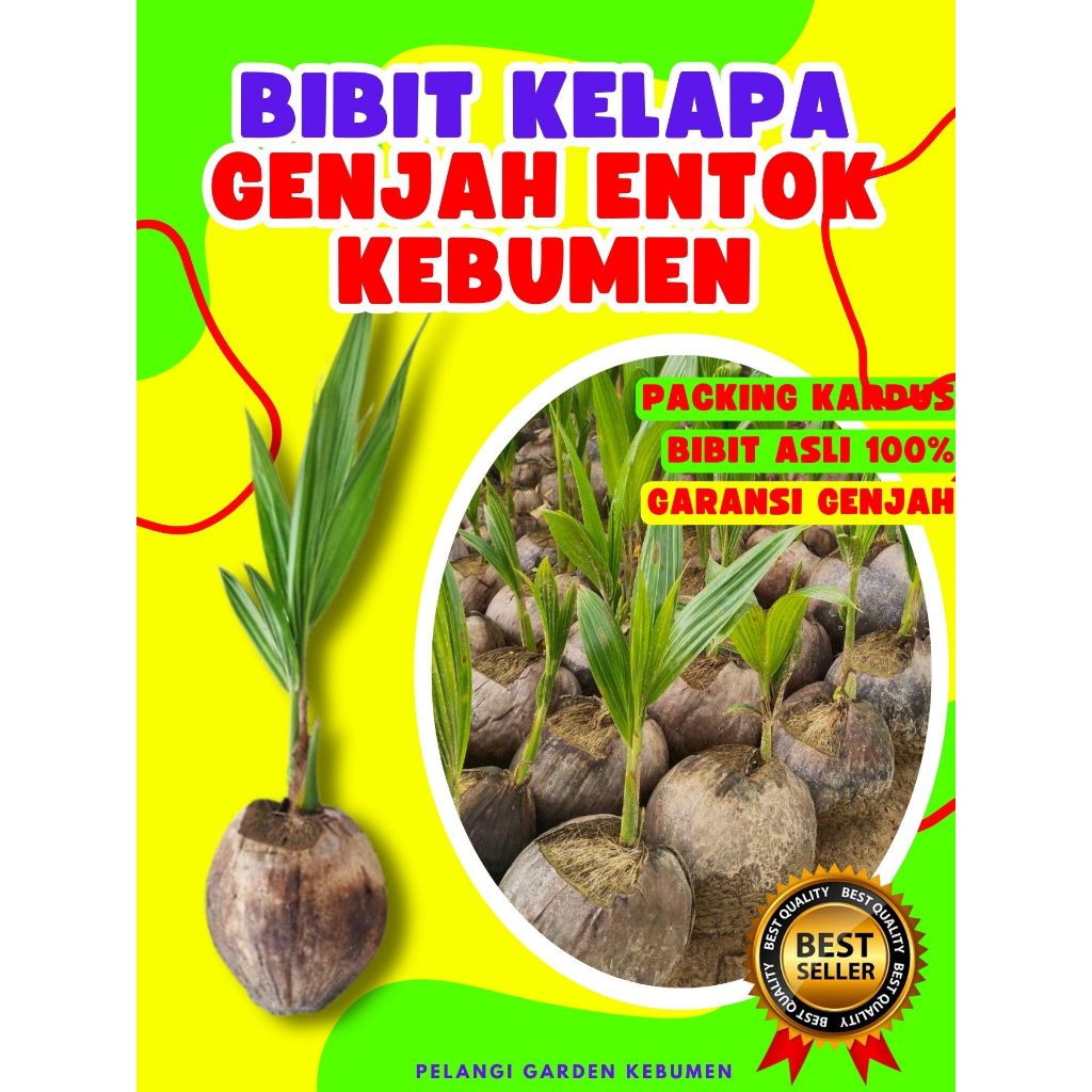 3 TAHUN BUAH..  Pohon Kelapa Hibrida Hijau Pendek, Pohon Kelapa Hibrida, Pohon Kelapa Hibrida Berser
