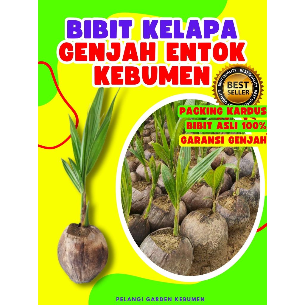 TERLARIS.. Pohon Kelapa Hibrida, Pohon Kelapa Hibrida Bersertifikat, Pohon Kelapa Hijau