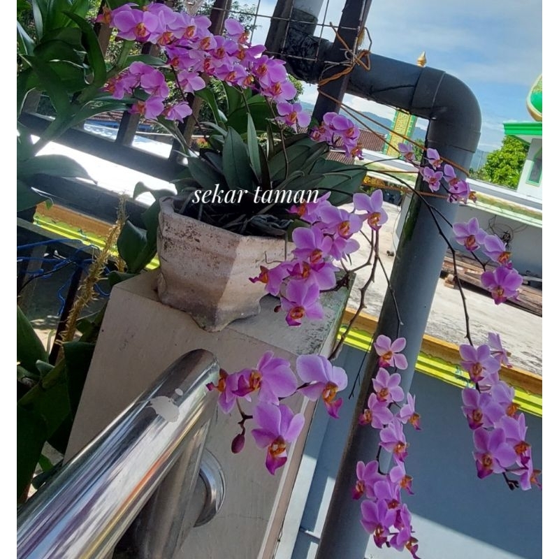 Anggrek bulan doritis Pulcherrima