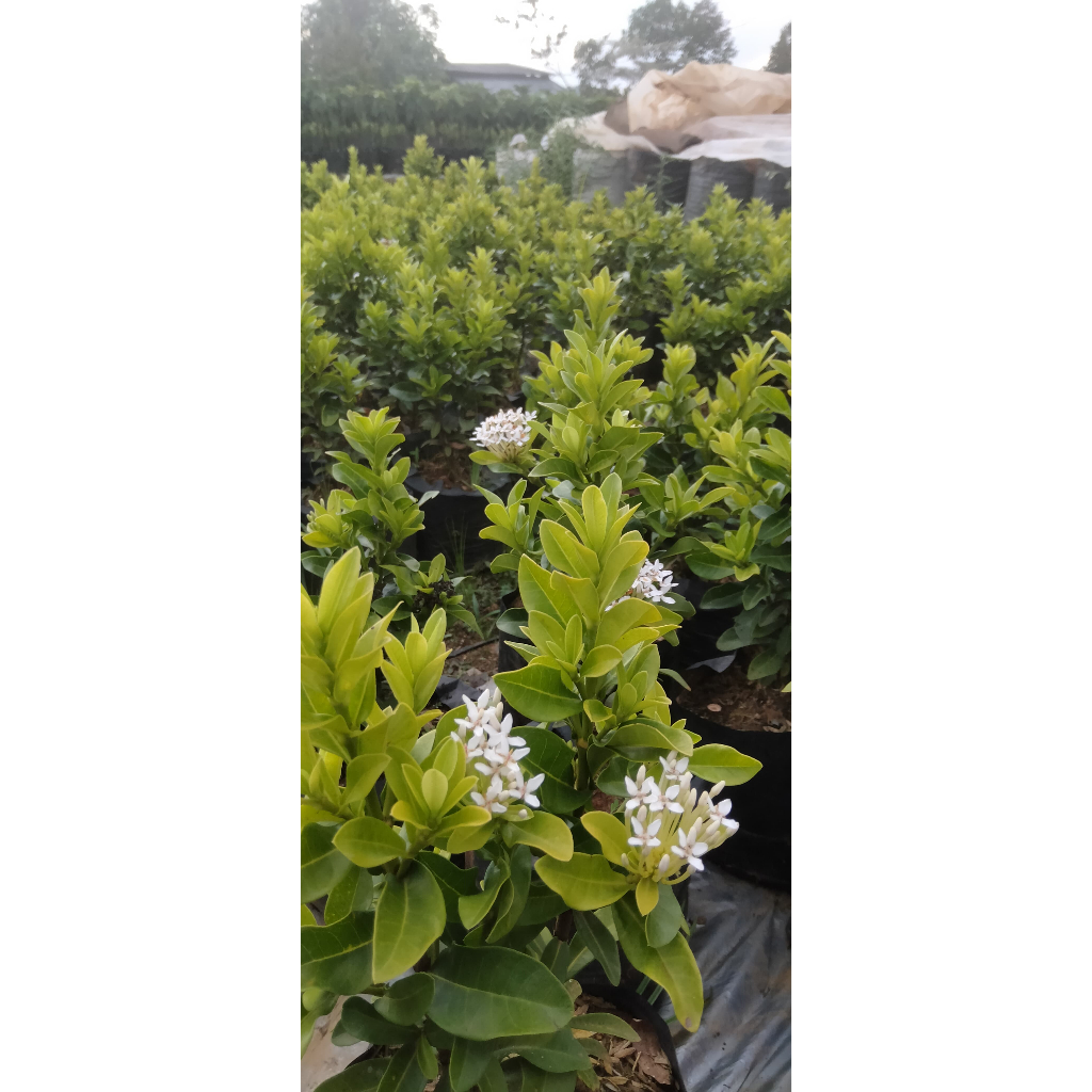 ASOKA MICRO CANTIK - PUTIH PINK TERLARIS