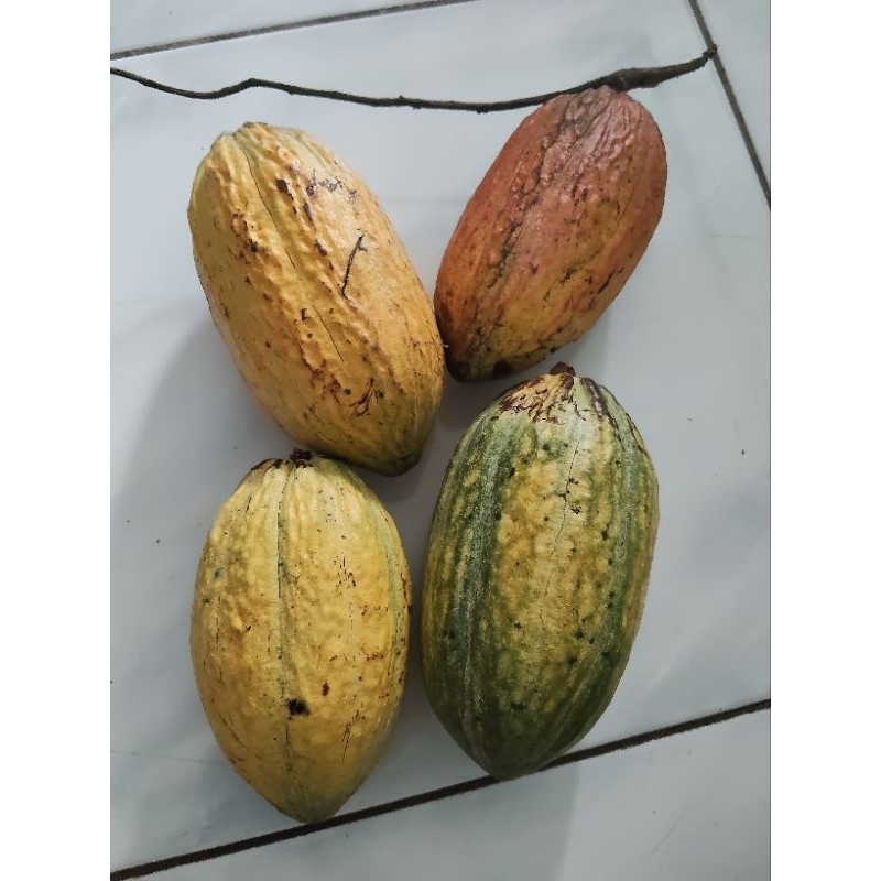 

Coklat Matang/Buah Coklat Segar/Langsung Petik/Kakao