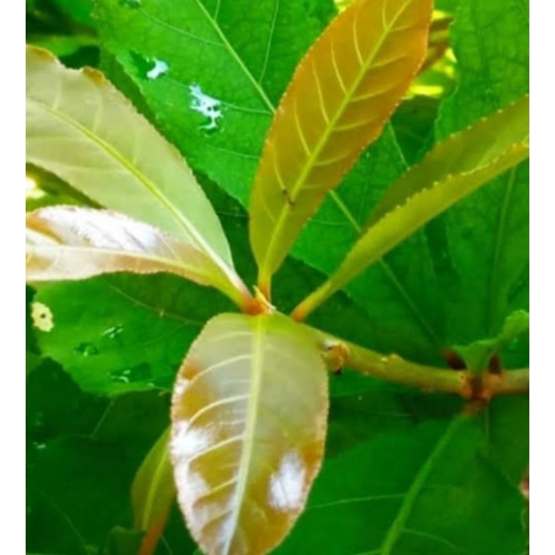 

jual daun putat segar 100 gram