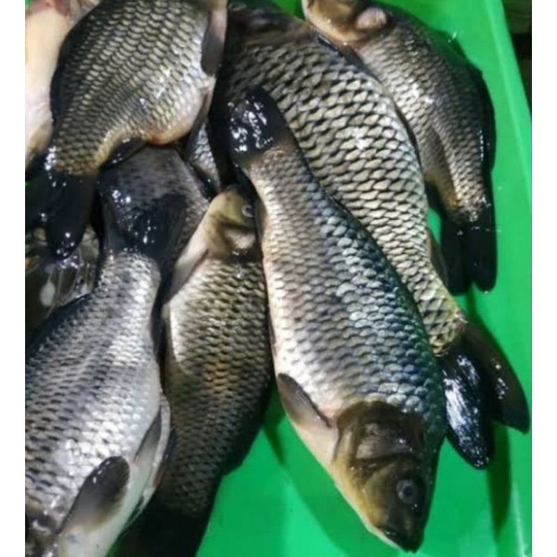 

ikan mas segar,500g,1kg