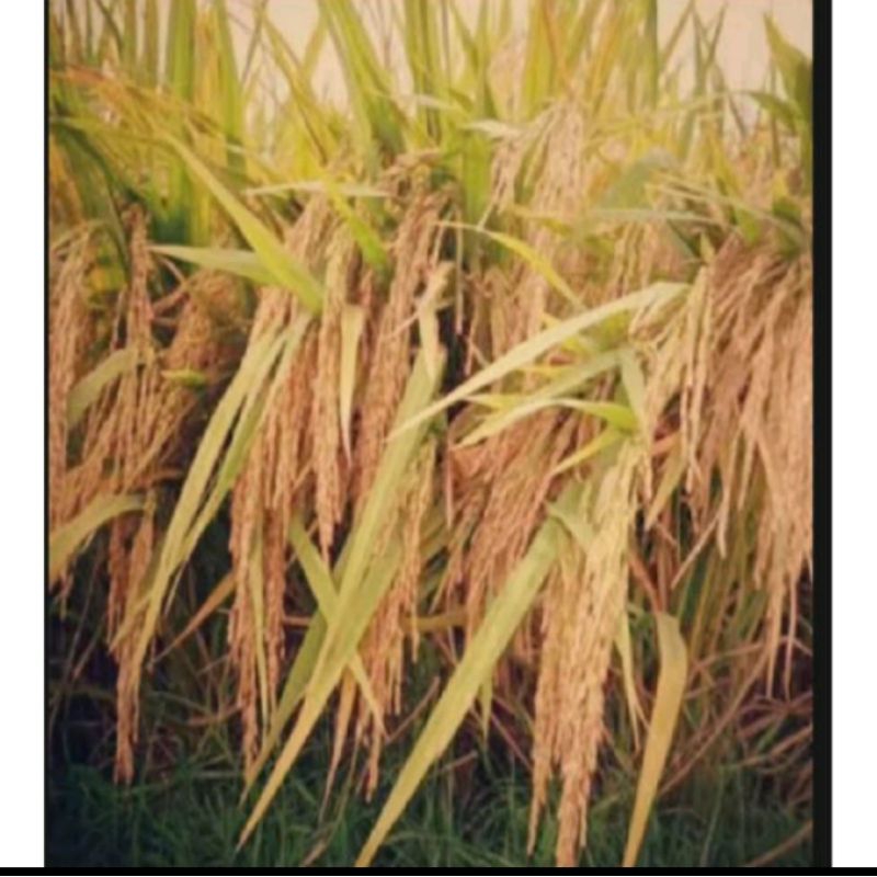 benih padi HMS 700 berkualitas