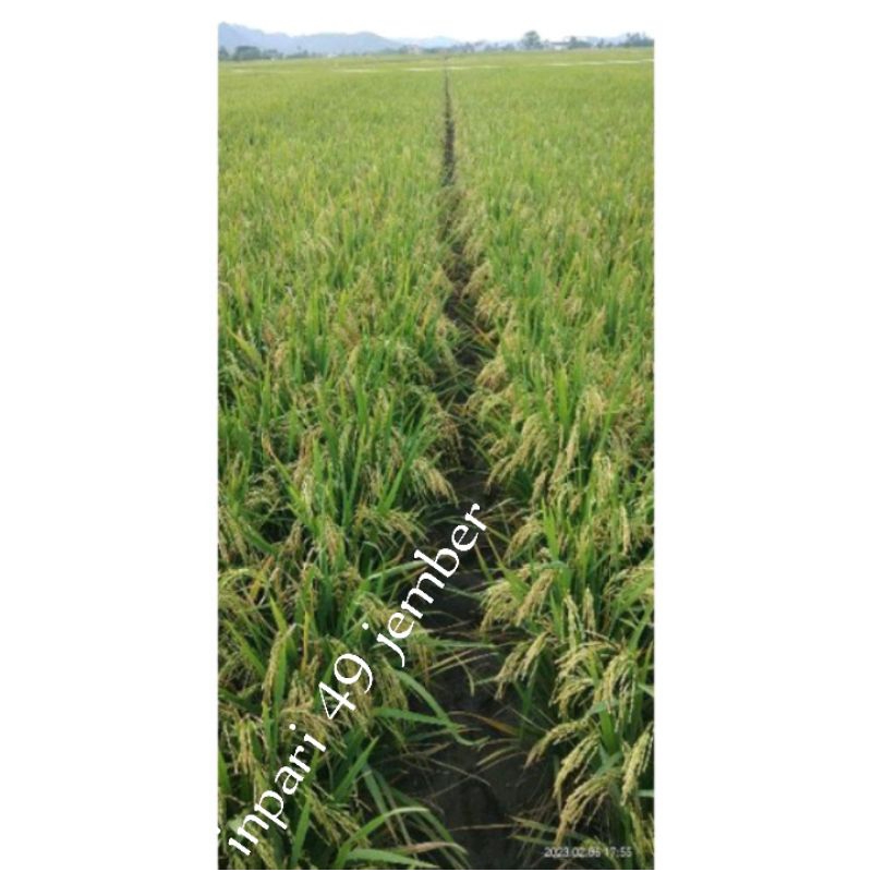benih padi inpari 49 jembar(1kg)