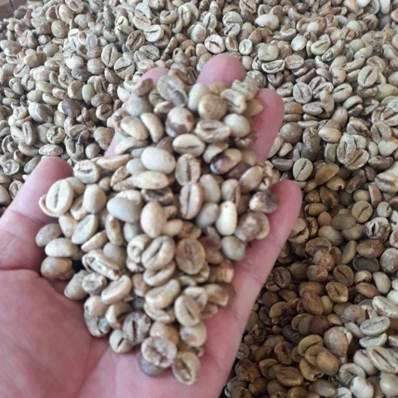 

kopirobusta
