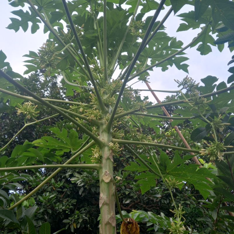 

Bunga Pepaya Segar
