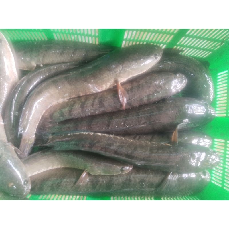 

Ikan Gabus
