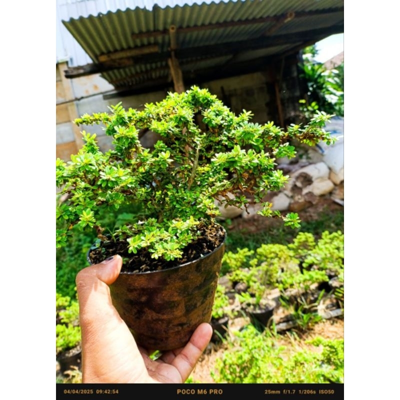 saeng simbur thailand