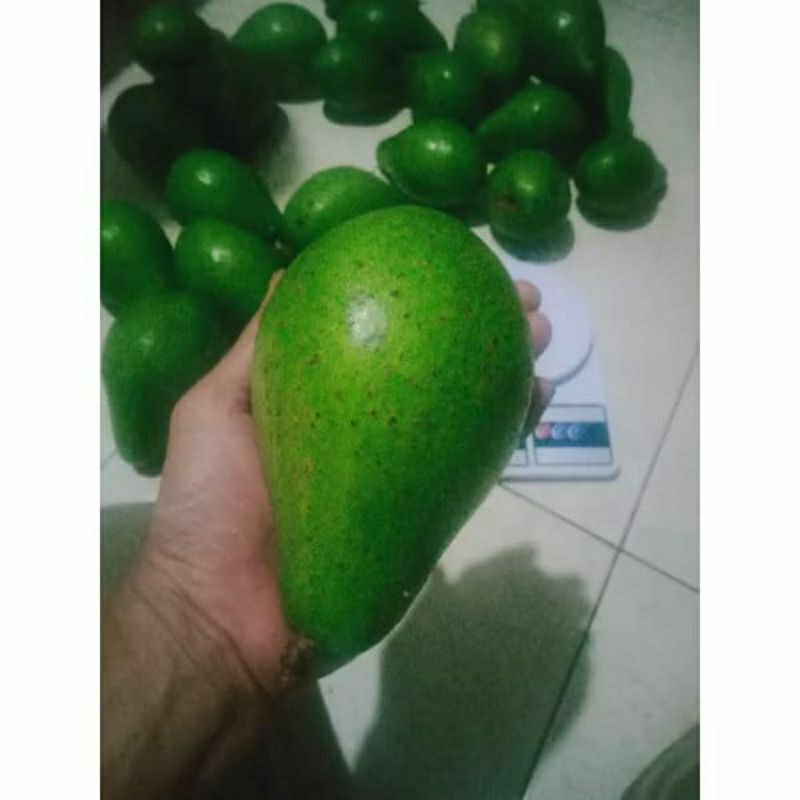 

ALPOKAT JANTUNG( MENTEGA)1,3~1,4 KG(ISI 2~3 BIJI)