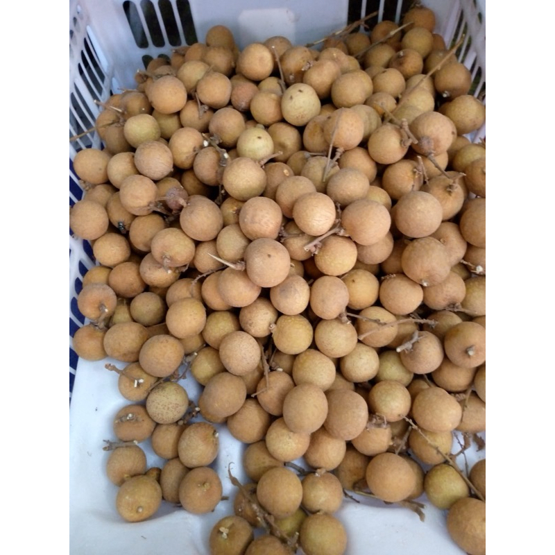 

[ BARU ] Kelengkeng Lokal Manis fresh Murah