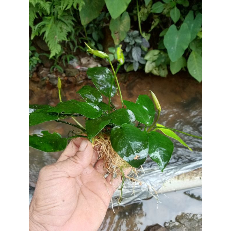 anubias Nana jumbo hiasan akuarium akuaskep.