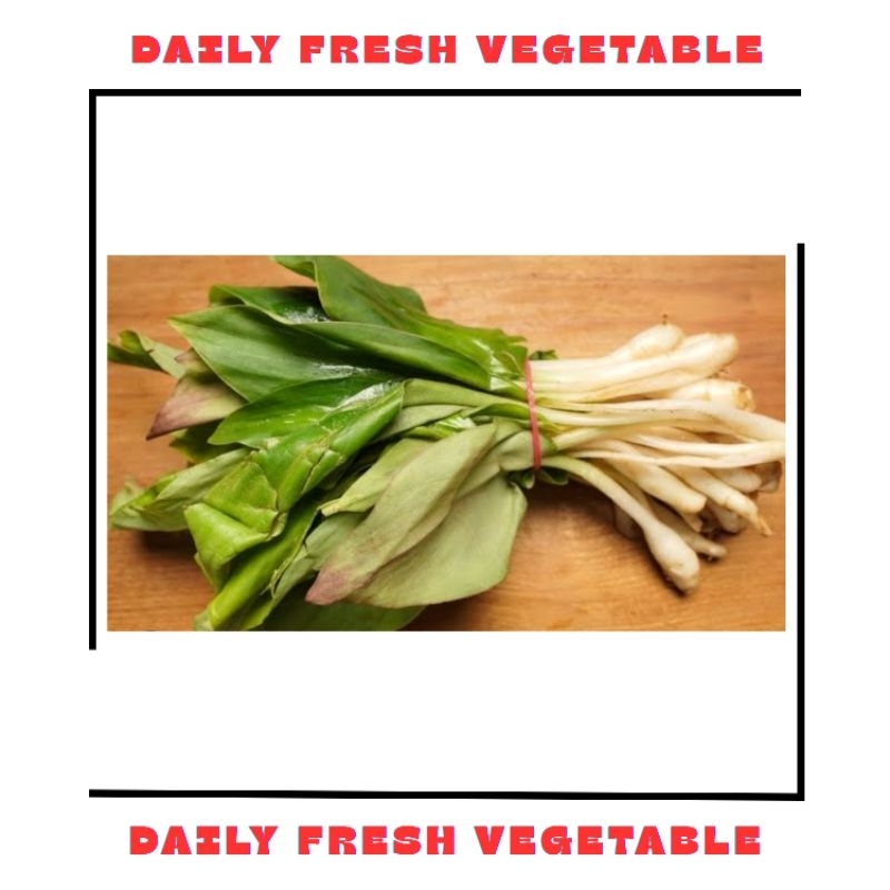 

Daun Kencur Fresh 1 Ikat