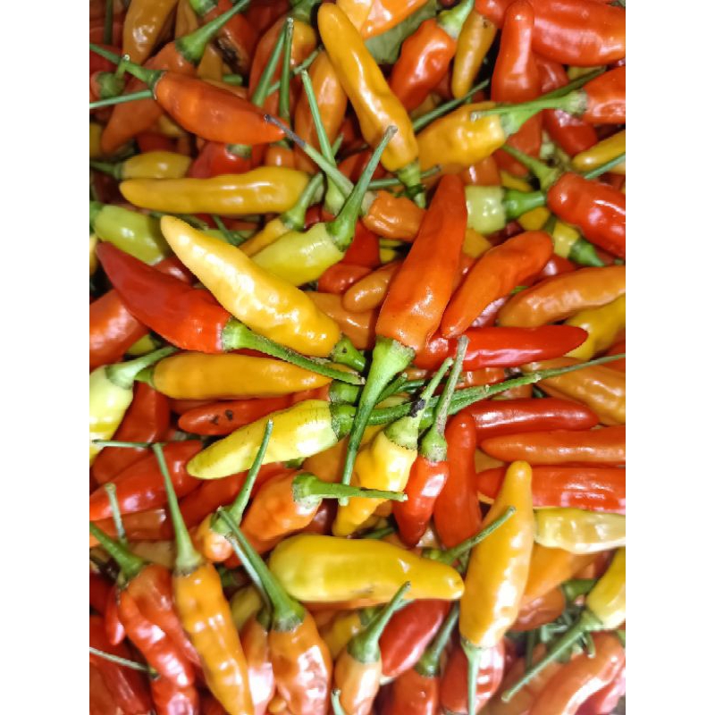 

CABE RAWIT ORIGINAL LANGSUNG DARI PETANI