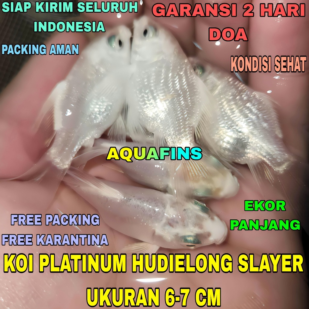 HIASAN MINI KOI PLATINUM HUDIELONG SLAYER LONG TAIL UKURAN 6-7 CM