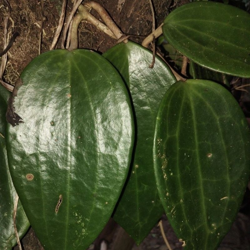 

Isi 20 lembar daun sirih raja atau daun sirih purba petik langsung