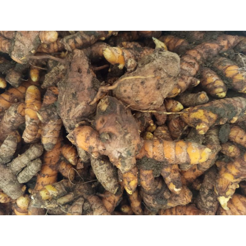 

jual kunyit/kunir segar 1kg murah
