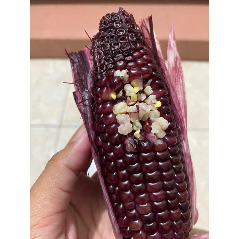 

JAGUNG KETAN UNGU