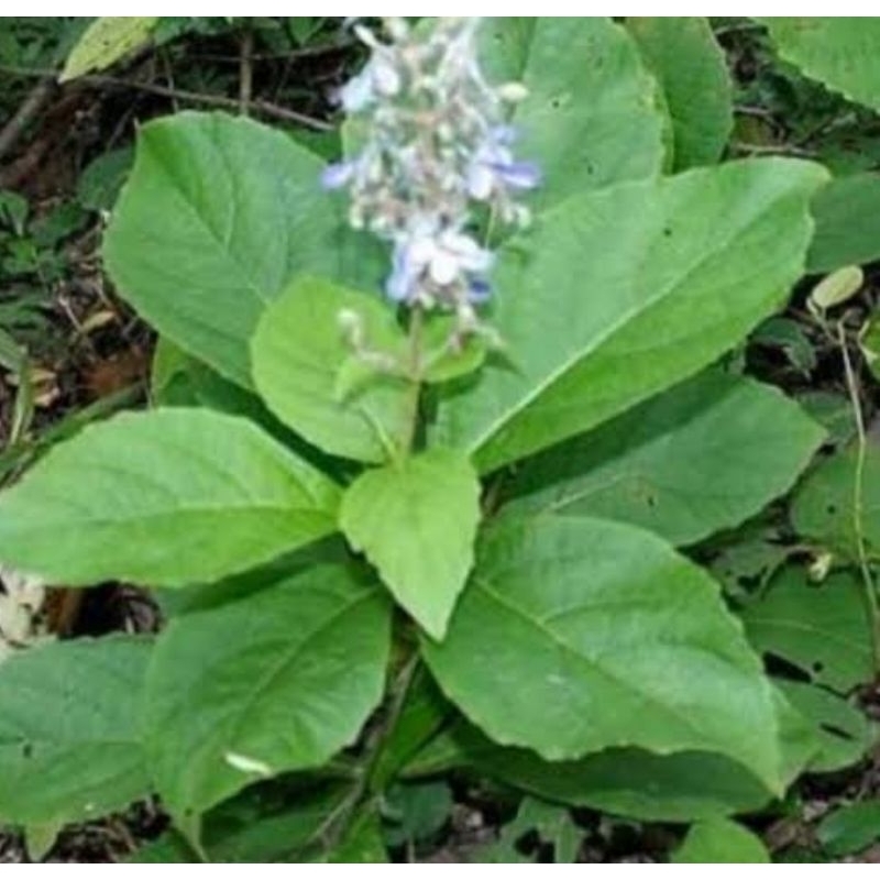 

Daun senggugu segar daun srigunggu isi 60 lembar petik langsung-az