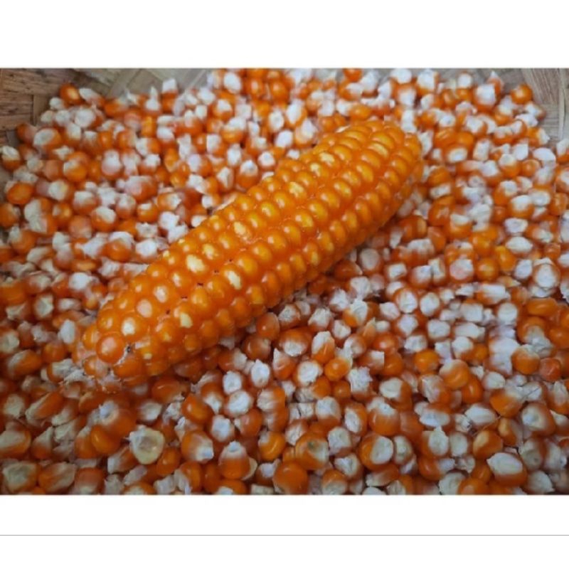 

jagung kering murah 25 kg