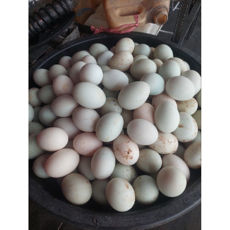 

TELOR ITIK/TELOR BEBEK/TELOR ITIK ALABIO