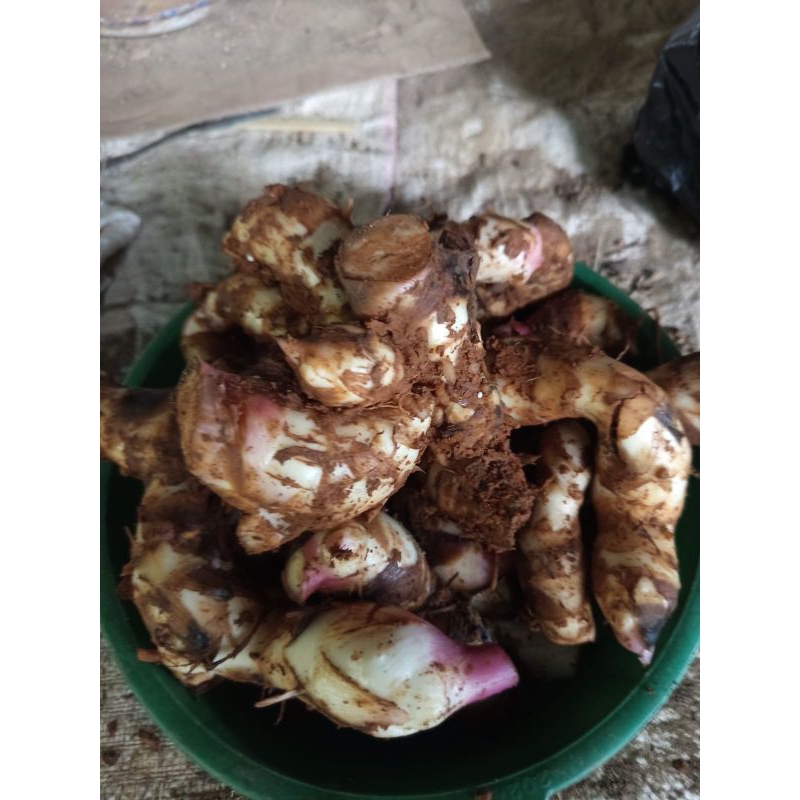 

umbi ganyong merah segar/ganyol 500gram