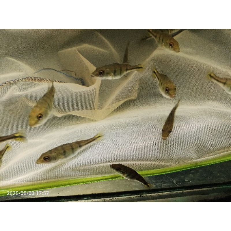 Pbass Kelberi bahia