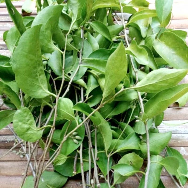 

200 gram daun Benalu segar herbal kaya manfaat