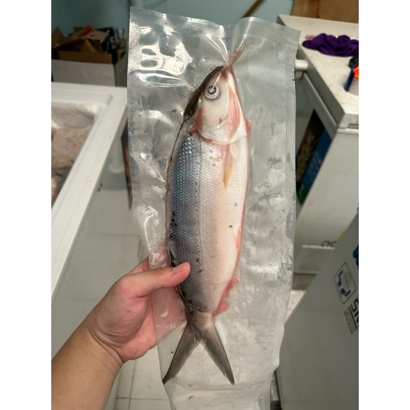 

Ikan bandeng cabut duri / ikan bandeng / ikan bandeng tanpa duri / 1kg