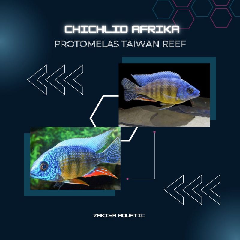 Taiwan Reef Cichlid Afrika Pure