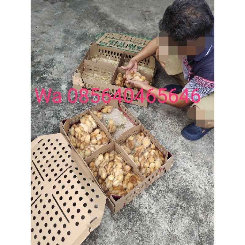 doc petelur bibit ayam petelur