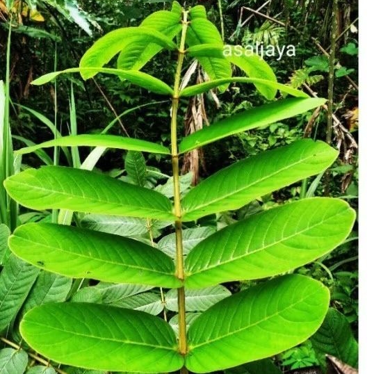 

silahkan COD - Daun Ketepeng 100 Lembar Daun Kimanila Segar Obat kulit Herbal.. stok redy