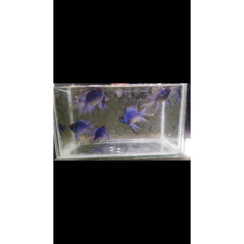 Hiasan Akuarium (Pair Ramirezi) Blue elektrik balloon slayer