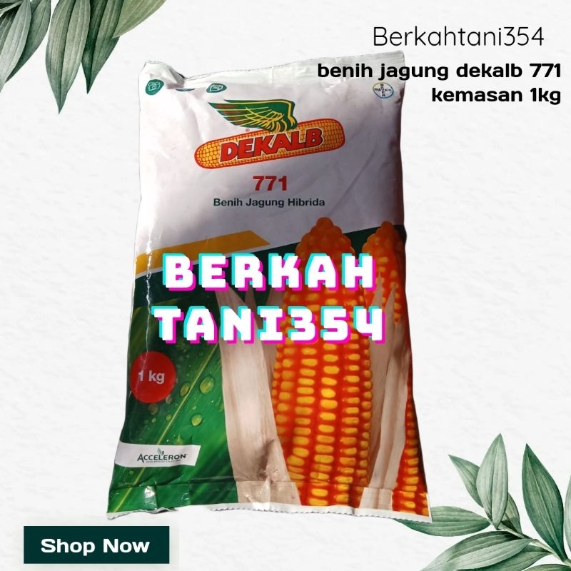 benih jagung hibrida dekalb 771 kemasan 1kg dekalb 771 1kg benih unggul