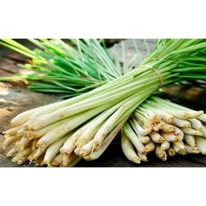 

Serai Sereh Segar Muda Kualitas Terbaik 1Kg