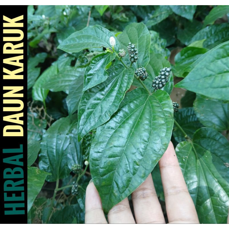 

100g Herbal Daun karuk Segar, ASLI / sirih tanah (piper sarmentosum)