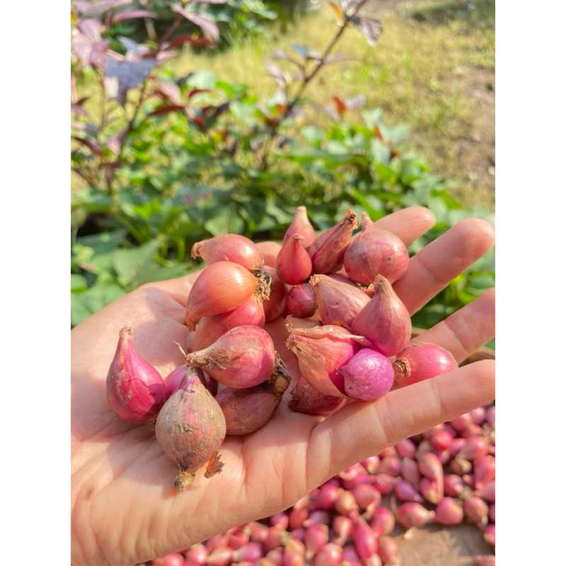 

[TERMURAH] Bawang Merah asli BREBES