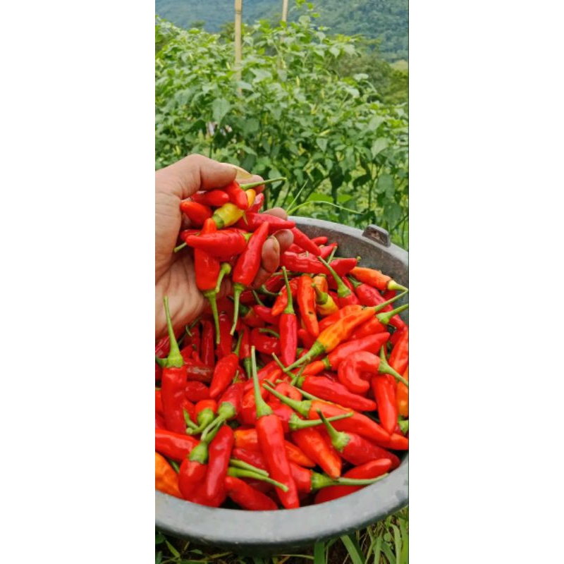 

cabe rawit merah
