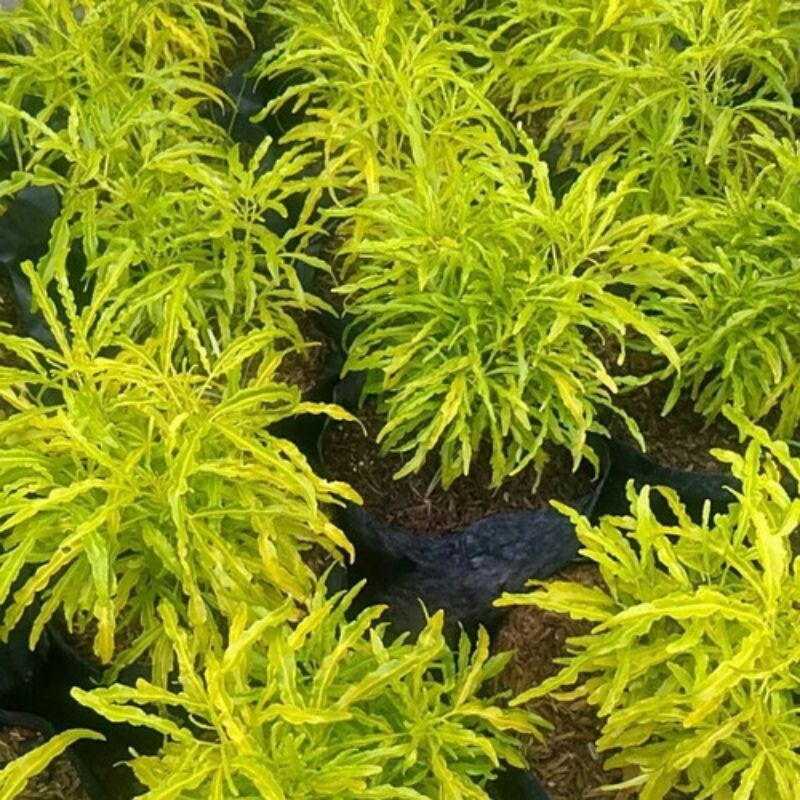 KEBUN RAYA-  Tanaman hias brokoli kuning.