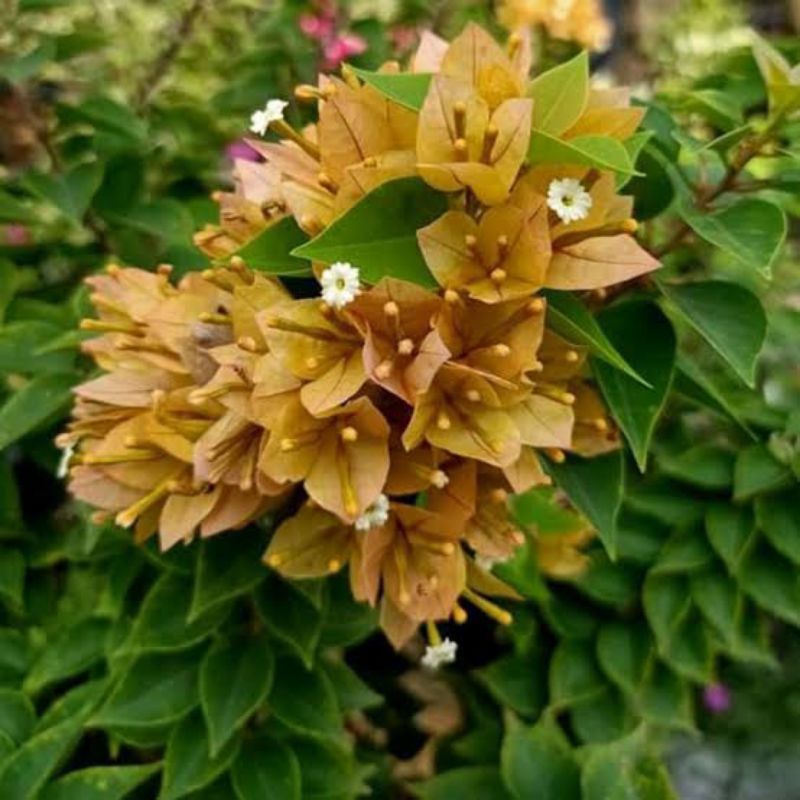 tanaman hias bougenville Singapore Oren/peach