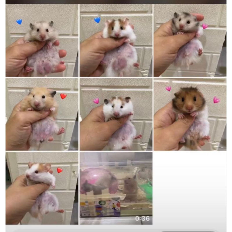 Hamster Syrian Long Hair sehat lucu gemuk gemoy semarang instan only