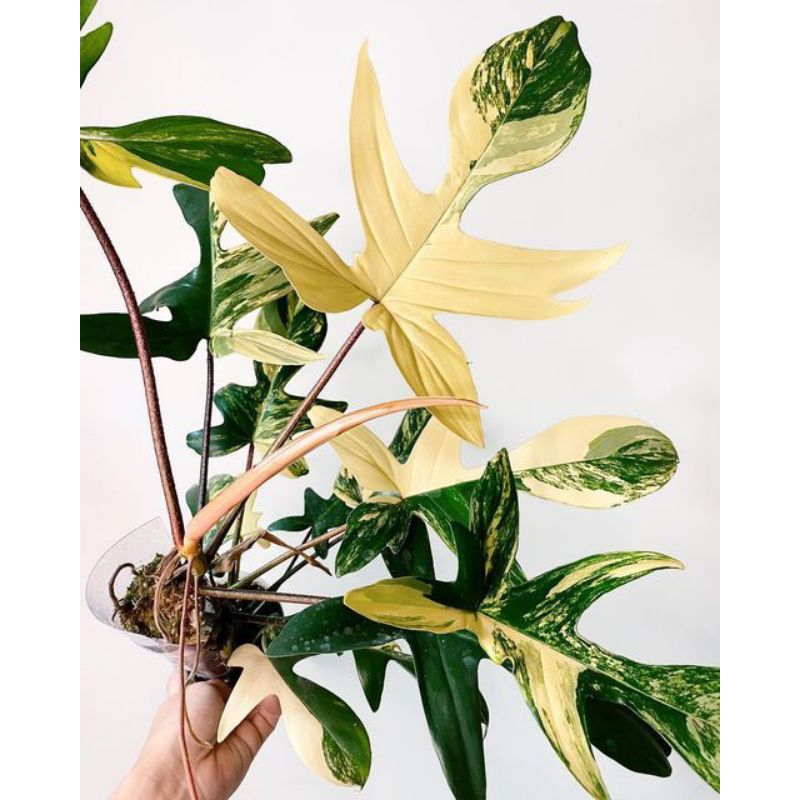 Tanaman Hias Philodendron Florida Ghost Varigata
