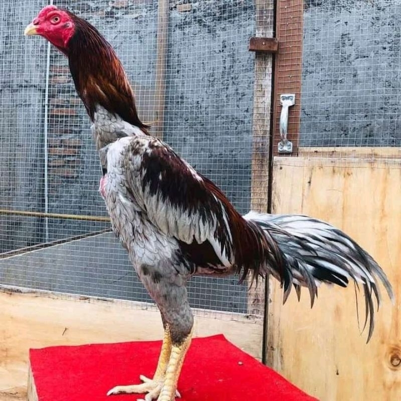 

Telur Tetas Ayam Plucer ayam petarung super siap untuk ditetaskan