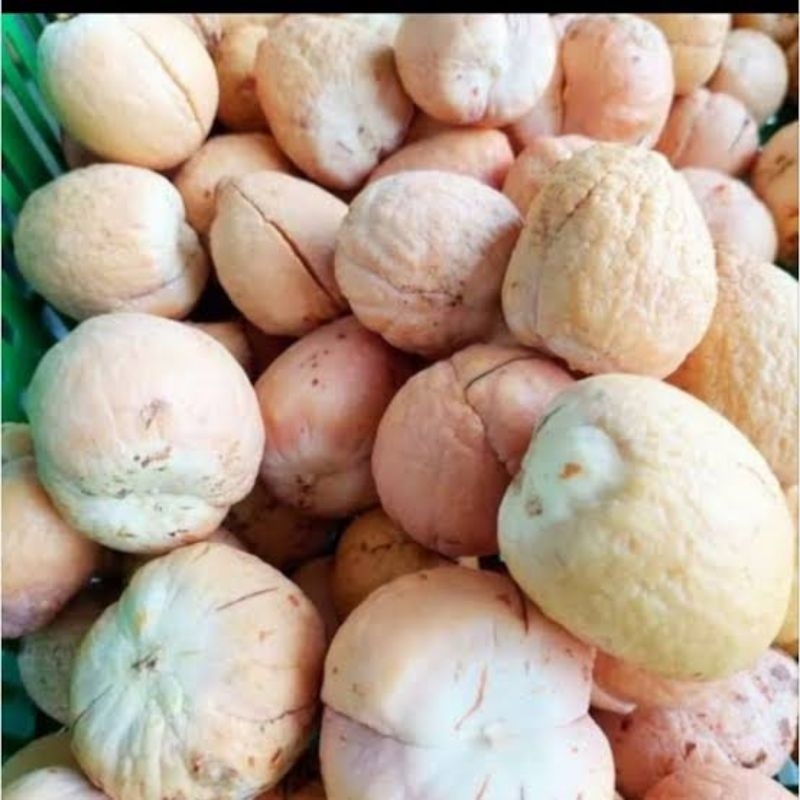 Bibit Biji Alpukat Grade A Siap Semai (Perbiji)