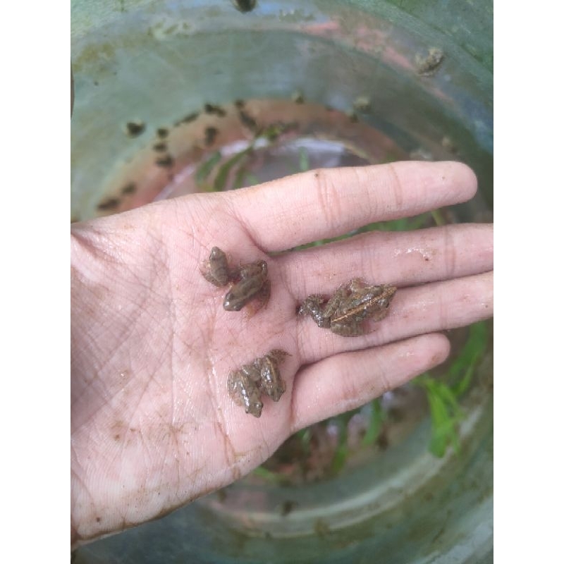 packing botol Katak Sawah,katak kecil,kodok,Bancet/Percil/Kodok/Pakan Chana,Pakan arwana