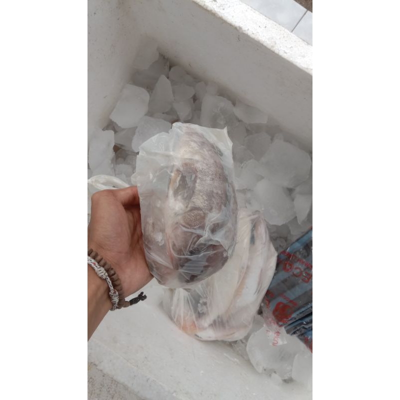 

ikan laut segar 1/5kg isi 3sampai 6